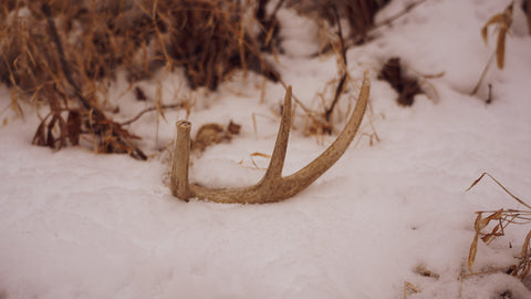 Look for shed antlers in and around bedding areas and food sources.