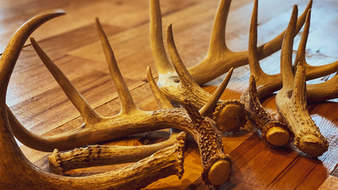 Shed hunting is a fun and exciting to spend time in the woods in the later winter months, and take inventory on your deer herd along the way.