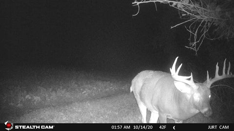 Buck on Trail Cam