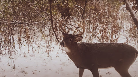 Boost deer activity on the properties you hunt with the addition of a mock scrape with a hanging vine.