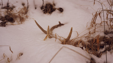 Take the necessary steps to ensure maximum visibility on the days you hit the woods in search of sheds.