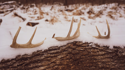 Shed hunting is fun, but it’s not easy. Here’s a look at how to make it happen.