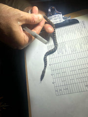 Baby fox snake