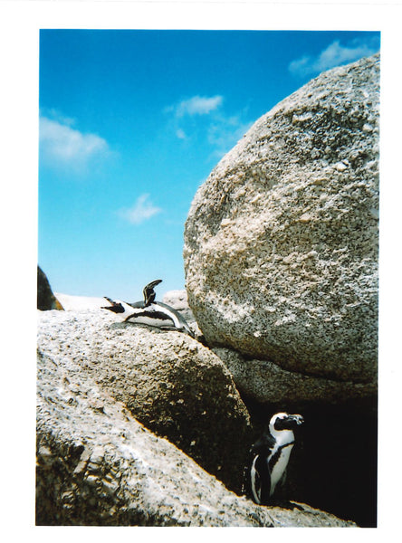 pingouins afrique du sud fere