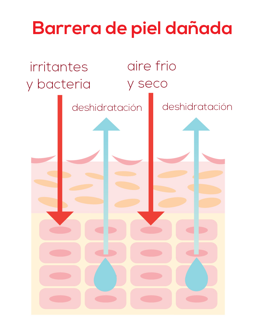 La piel desequilibrada no puede protegerse de la contaminación.