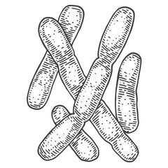 Line drawing of the Lactobacillus bacteria.