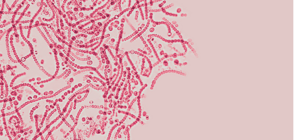 Microscopic view of lactobacillus bacteria.
