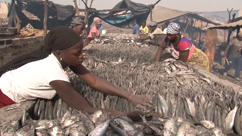 Afrique pêche senegal africaine femme travail 