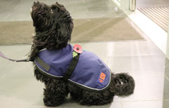 Bobby a black Havanese wearing a navy Ginger Ted Shower Dog coat and a remembrance poppy