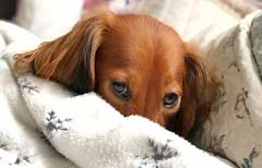 mini long hair dachshund snoozing in bed