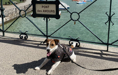 Benji wearing thermal quilted harness dog coat by Ginger Ted