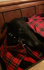 dog friendly pubs in the UK whippet laying on a red tartan pet blanket by Ginger Ted