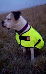 HiVis Yellow Bright Dog Coat by Ginger Ted