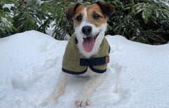 Benji the Jack Russell in the snow wearing a Tweed Dog Coat by Ginger Ted