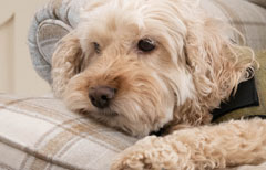 Cuddle up on the sofa with your dog is the best medicine says ginger ted
