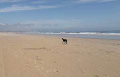 Find a dog friendly beach for a chance to run and paddle in the sea