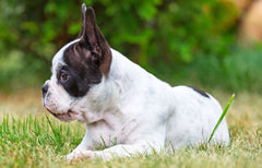 Get to know the French Bulldog breed