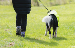 Walking with your dog on a spring day