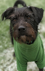 shadow wearing his green ginger ted cosy fleece dog jumper