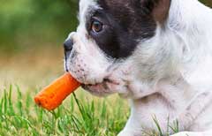 Healthy food ideas to treat your dog