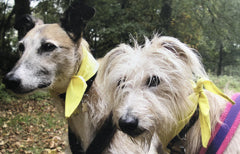 lurchers adopted from dogs trust leeds