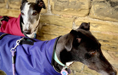 marmite and murphy greyhounds in ginger ted