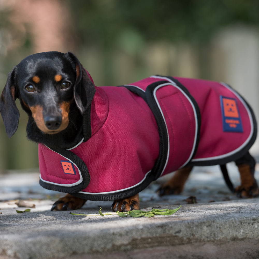 ginger ted dog coats