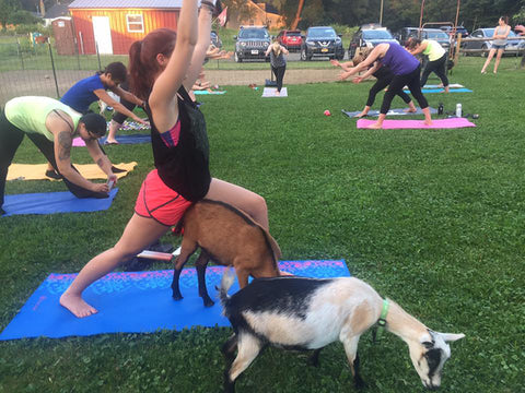 Goat Yoga