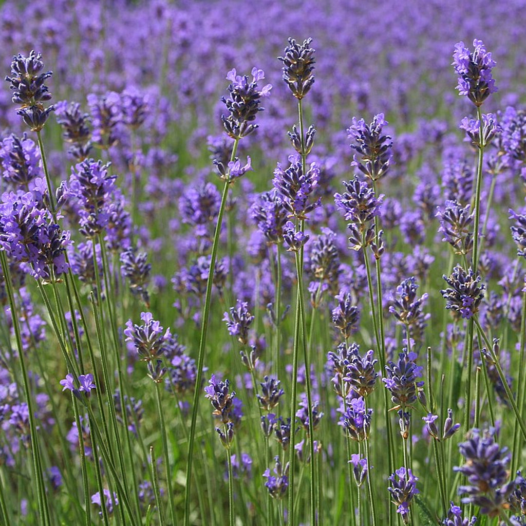 Lavender, Northwest - Organic – Medicine Flower
