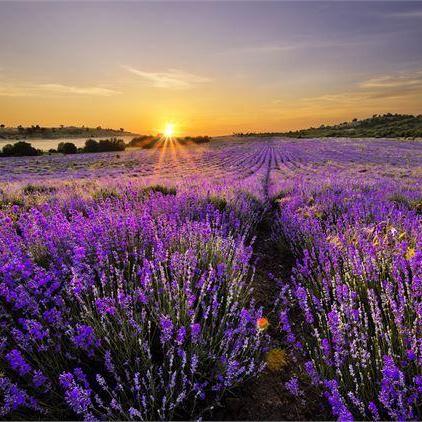 Lavender, Bulgarian – Medicine Flower