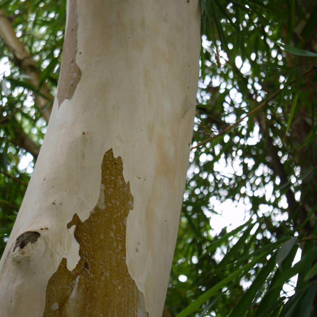 Eucalyptus citriodora (Lemon) – Medicine Flower