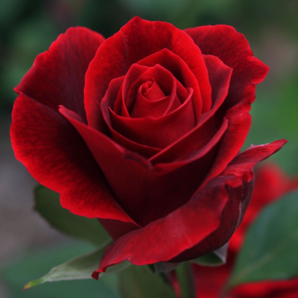 Rose - Bulgarian (Red) Absolute – Medicine Flower