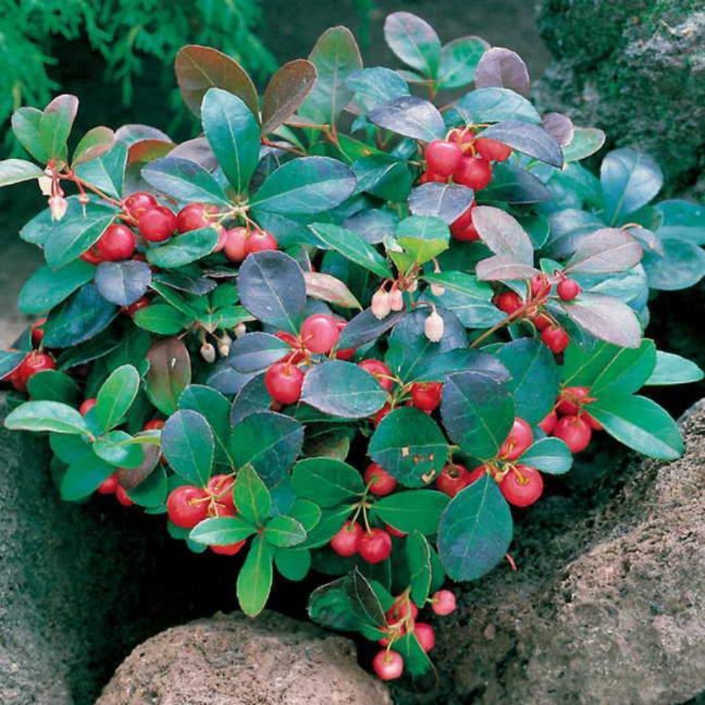 Wintergreen Medicine Flower