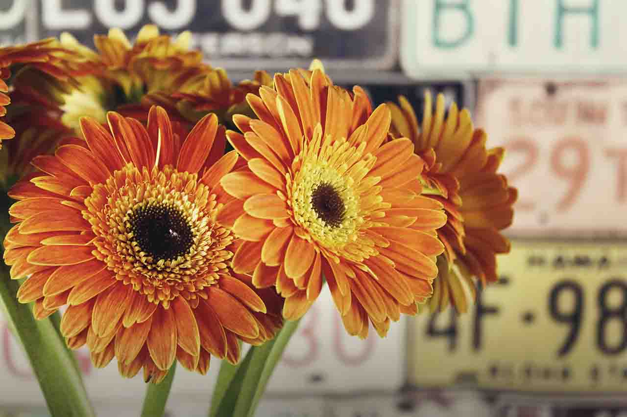 flowers in front of old license plates