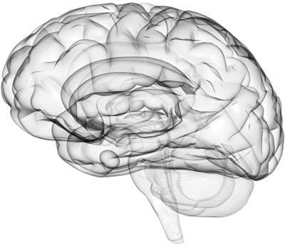 dessin de cerveau transparent
