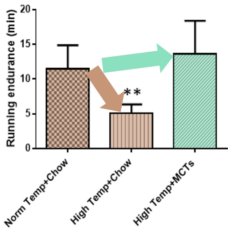 effet de l'huile MCT sur l'endurance physique des rats en température élevée