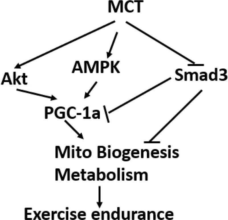 MCT effet sur le métabolisme énergétique
