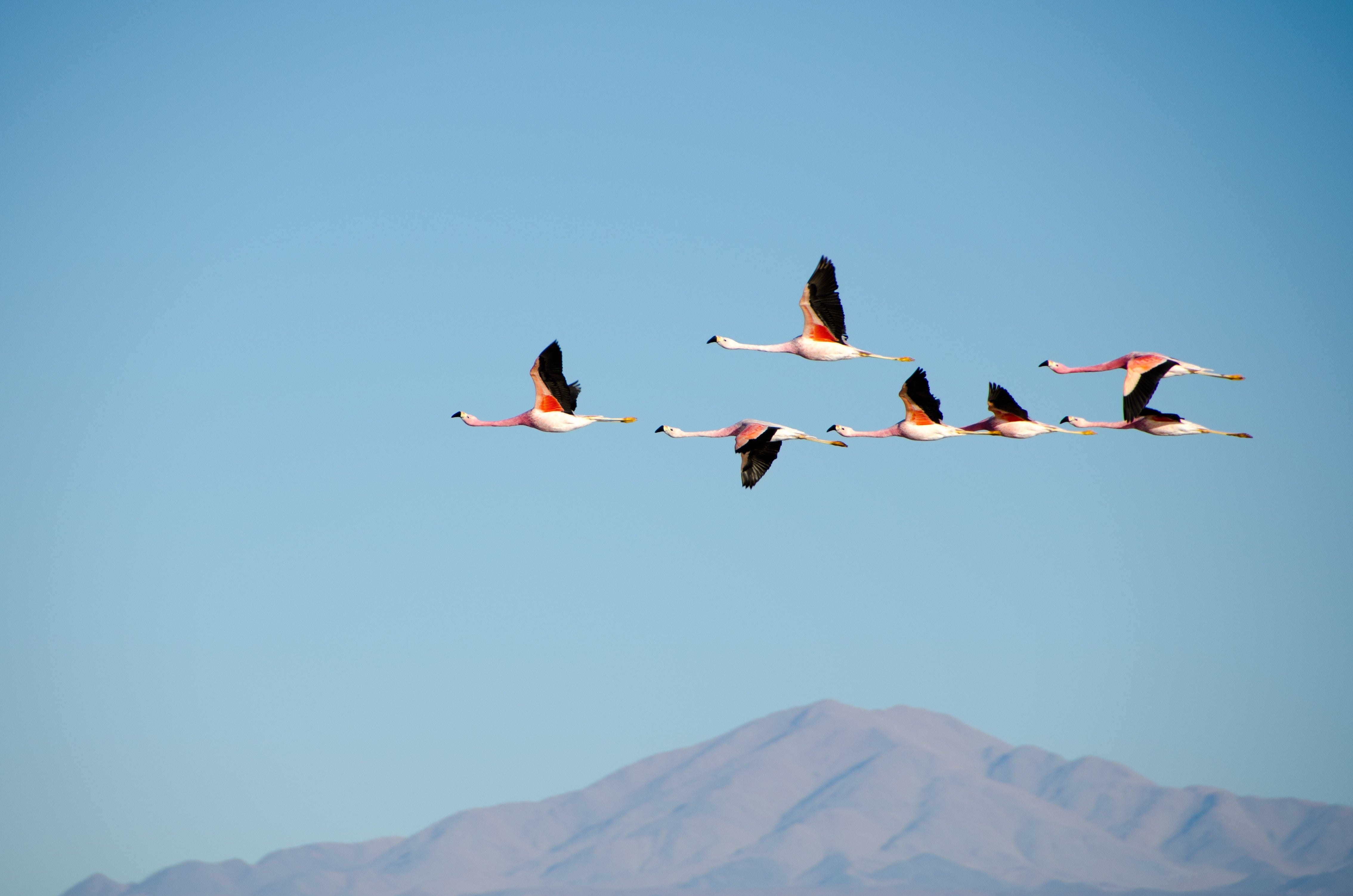 Oiseaux migrateurs en vol