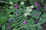 vetch leaves