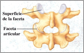 faceta articular