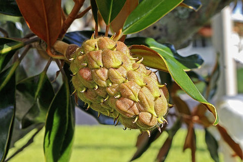 Pineapple seed