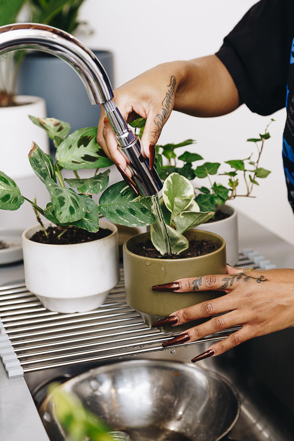 Signs Of Over And Under Watering Plants Urban Sprouts