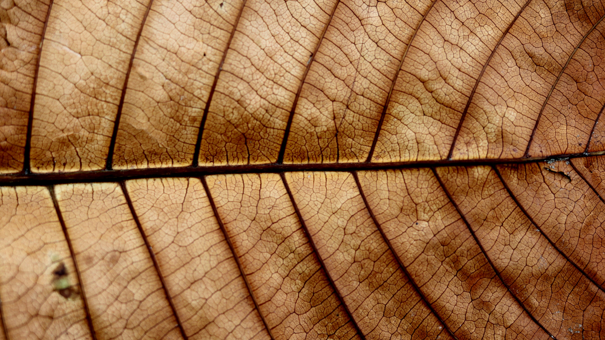 The Language Of Leaves Why Do Leaves Turn Brown Urban Sprouts