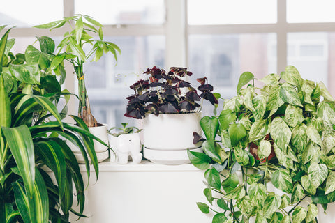 a cluster of house plants perches on a windowsill