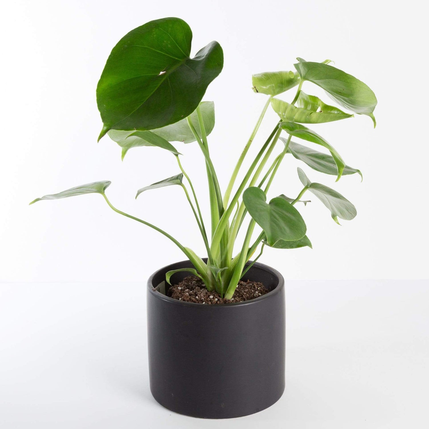 BELL NURSERY 6 in. Monstera Swiss Cheese Plant in Multi-Color Ceramic Pot  1005963201 - The Home Depot