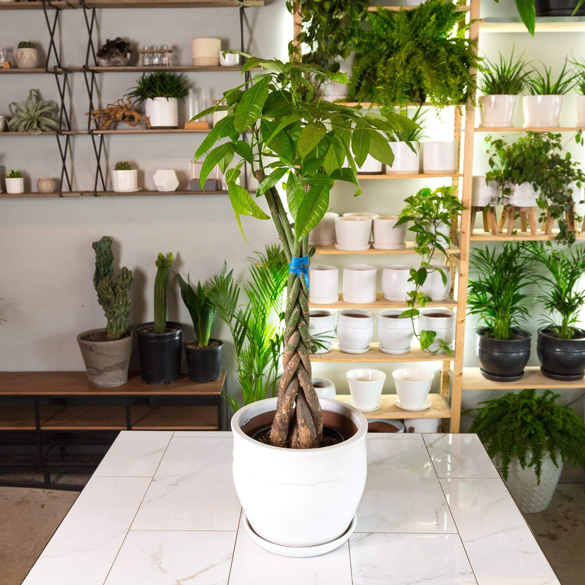 large money tree plant