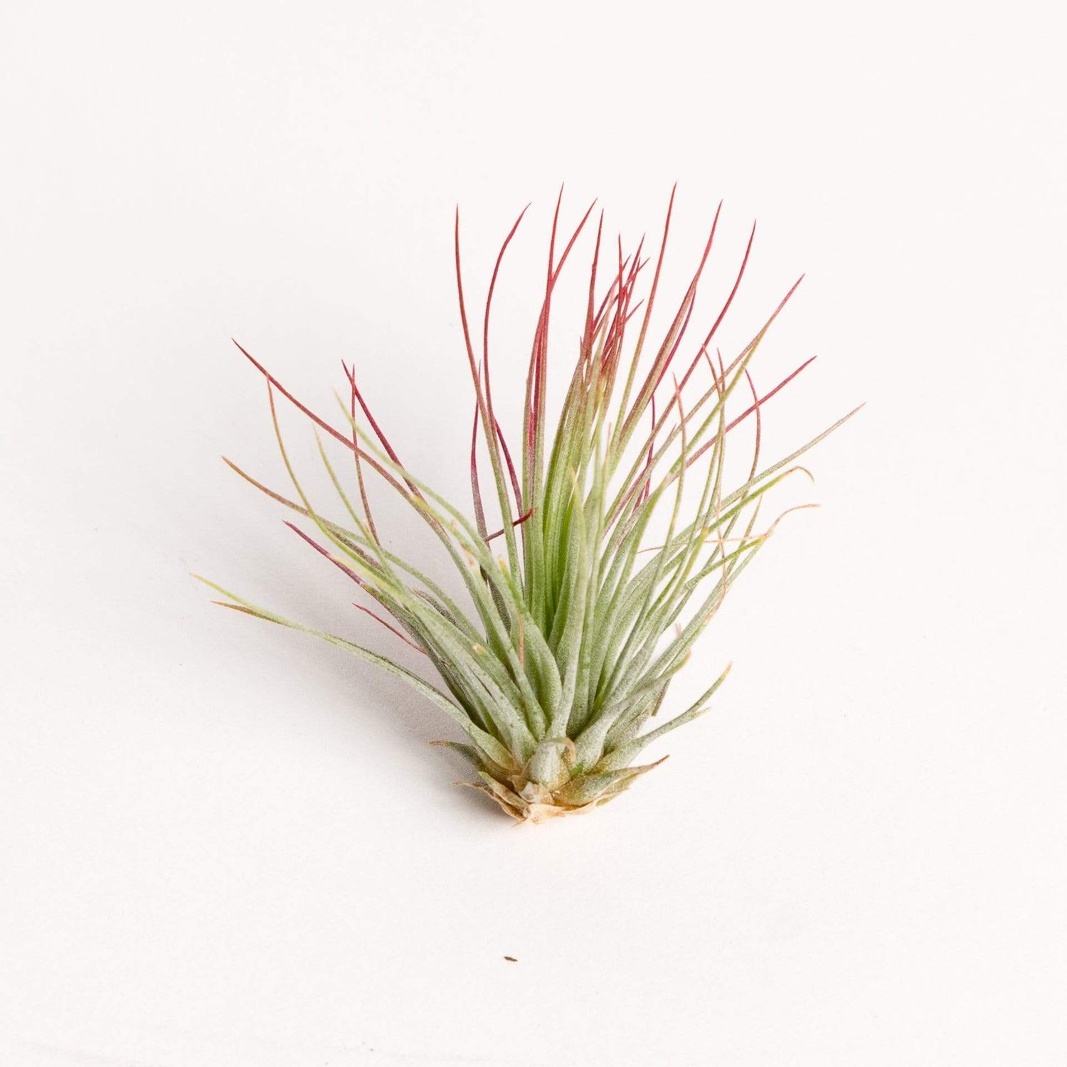 Air Plant in Focus: Spanish Moss – Air Plant Supply Co.