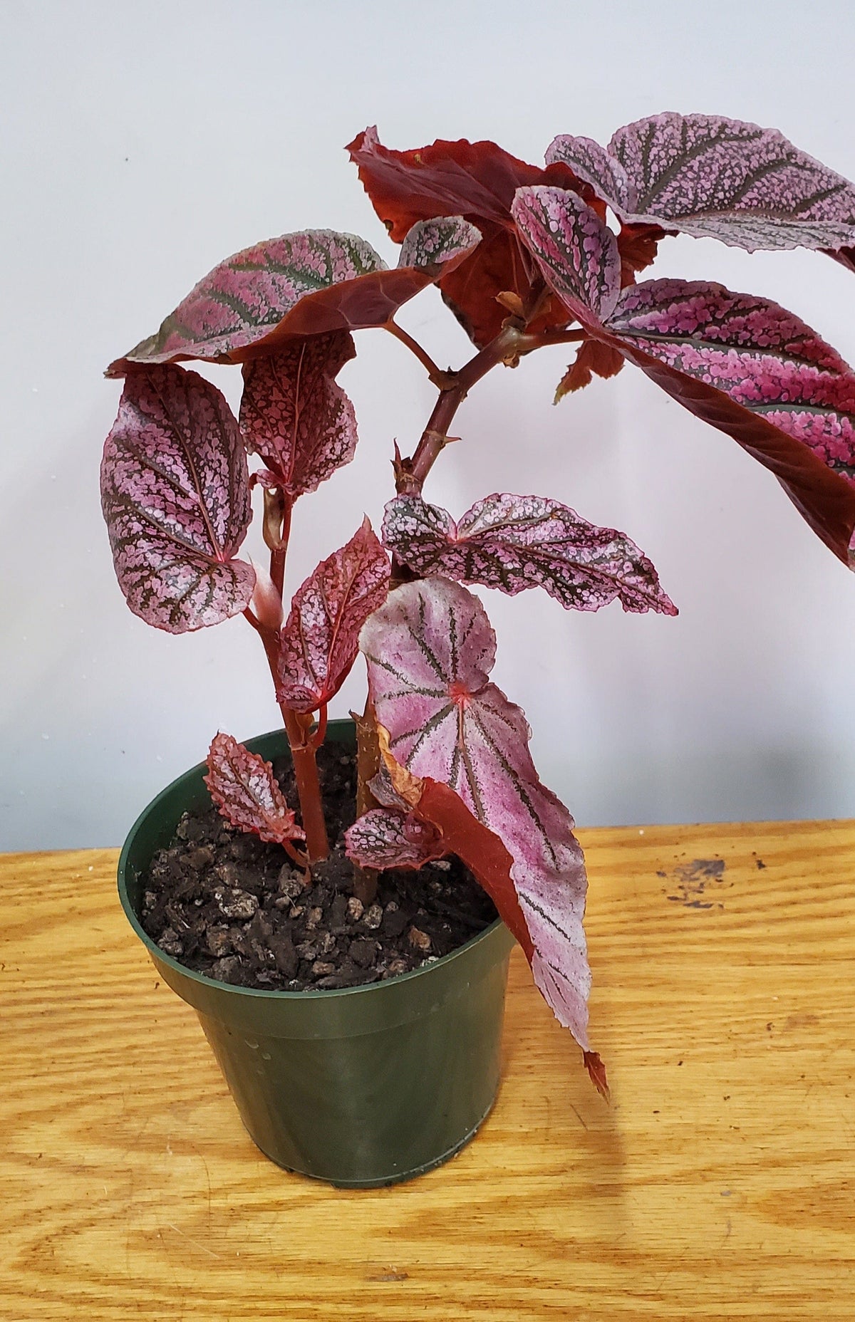 Begonia 'Maurice Amy' | Urban Sprouts