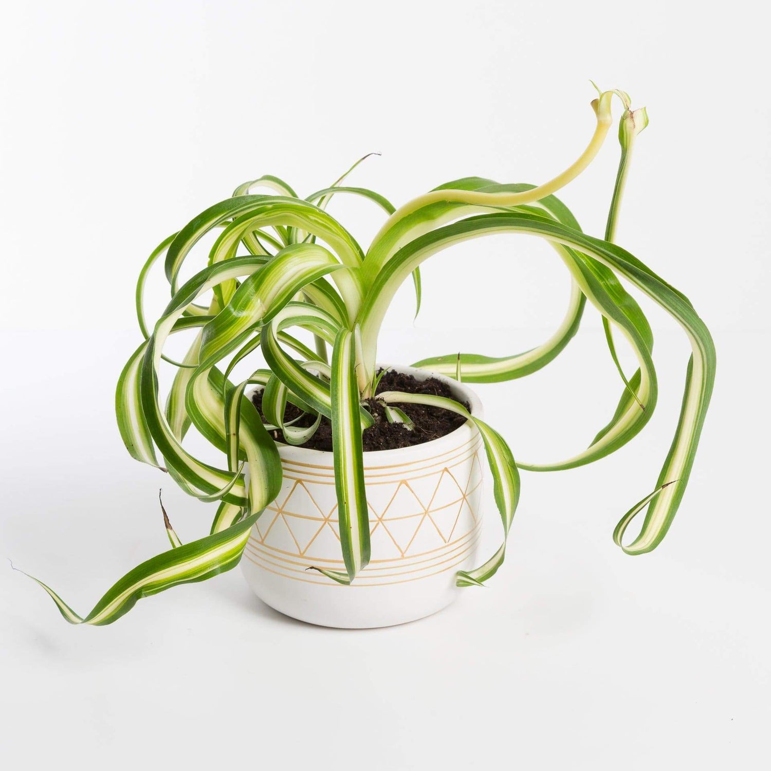 Spider Plant - Reverse Variegated – Tristar Plants