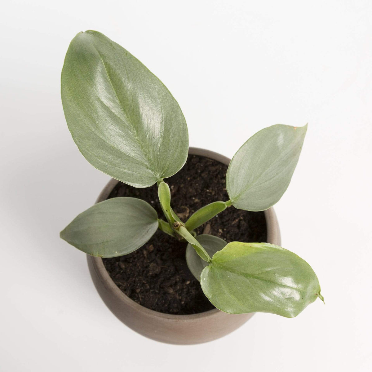 Philodendron Silver Sword Urban Sprouts